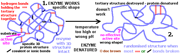 GCSE biology Examples different types of proteins, uses in human body ...